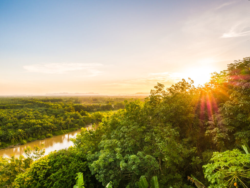 beautiful aerial view with green forest landscape at twilight